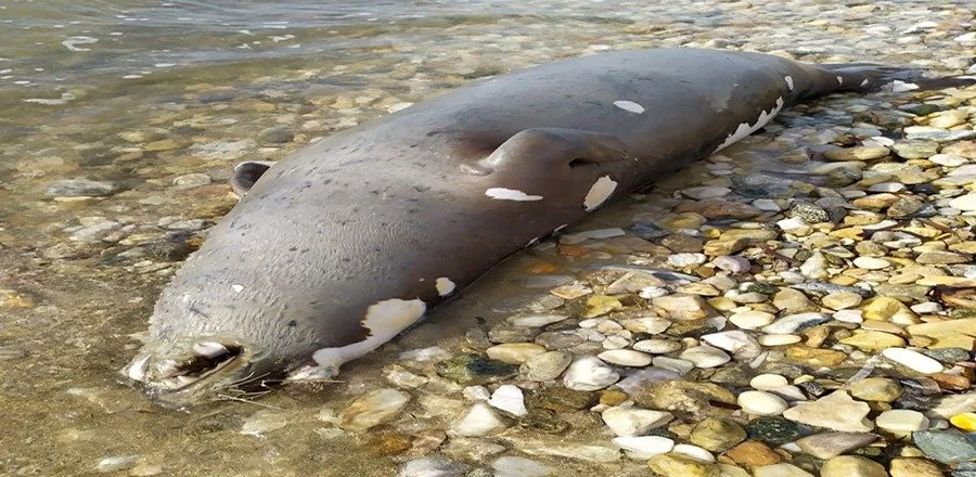 Ξεβράστηκε νεκρή φώκια στην Πούντα Παροικιάς