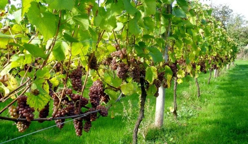 Φυτοπροστασία των αμπελιών στην Πάρο