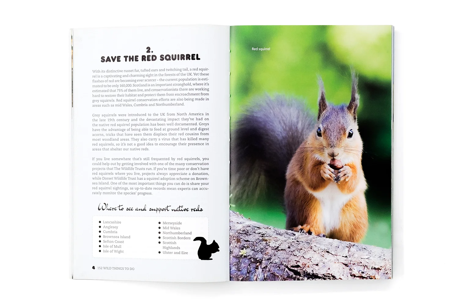 152_WildThings_Squirrel.jpg