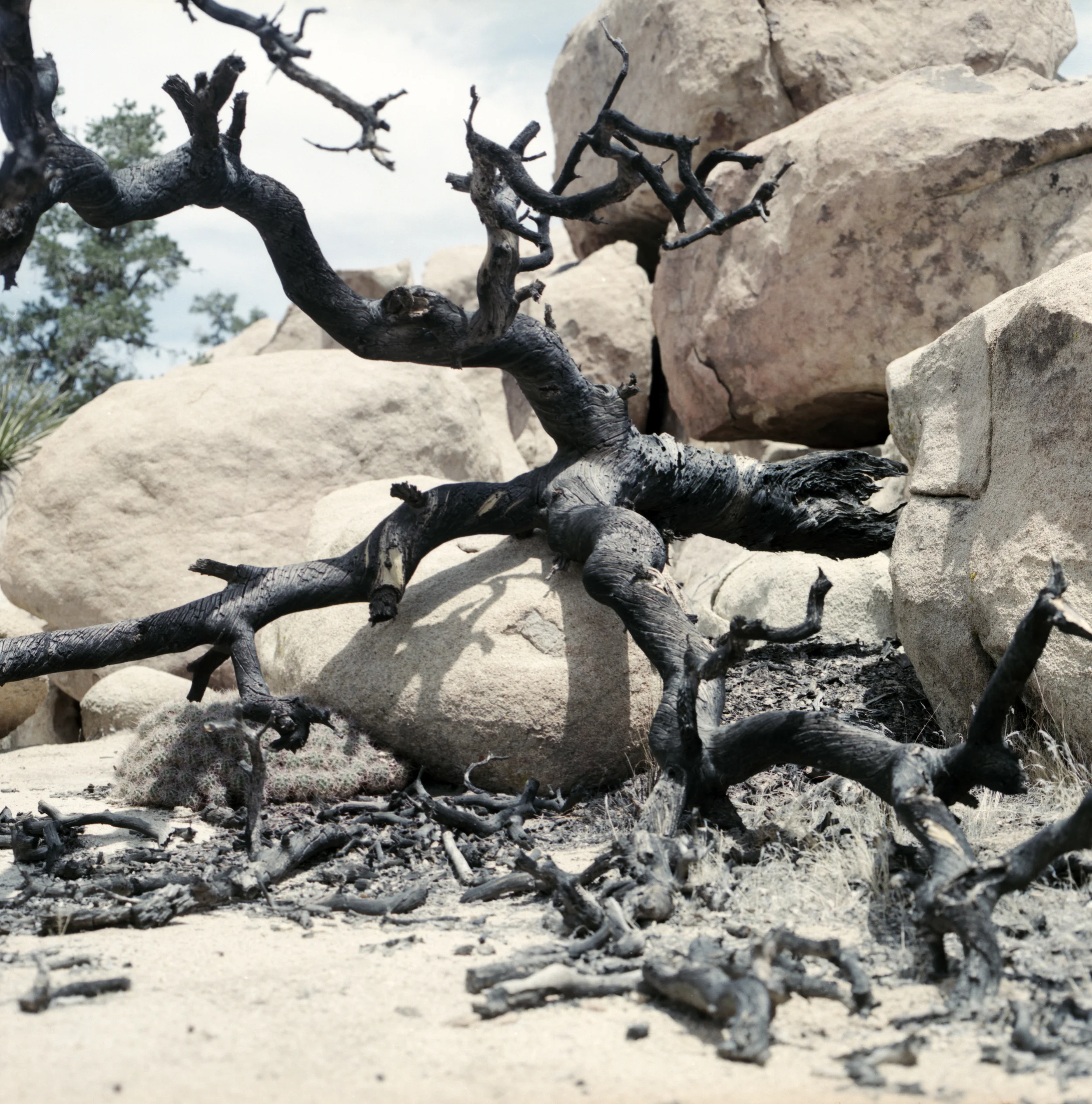 Joshuatree_0714.jpg