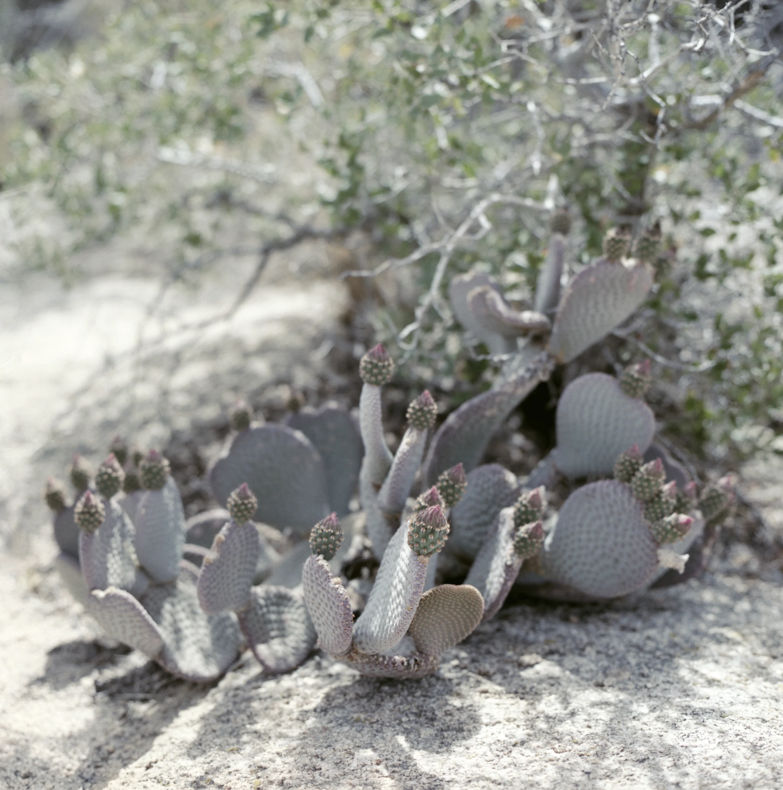 joshuatree11.jpg