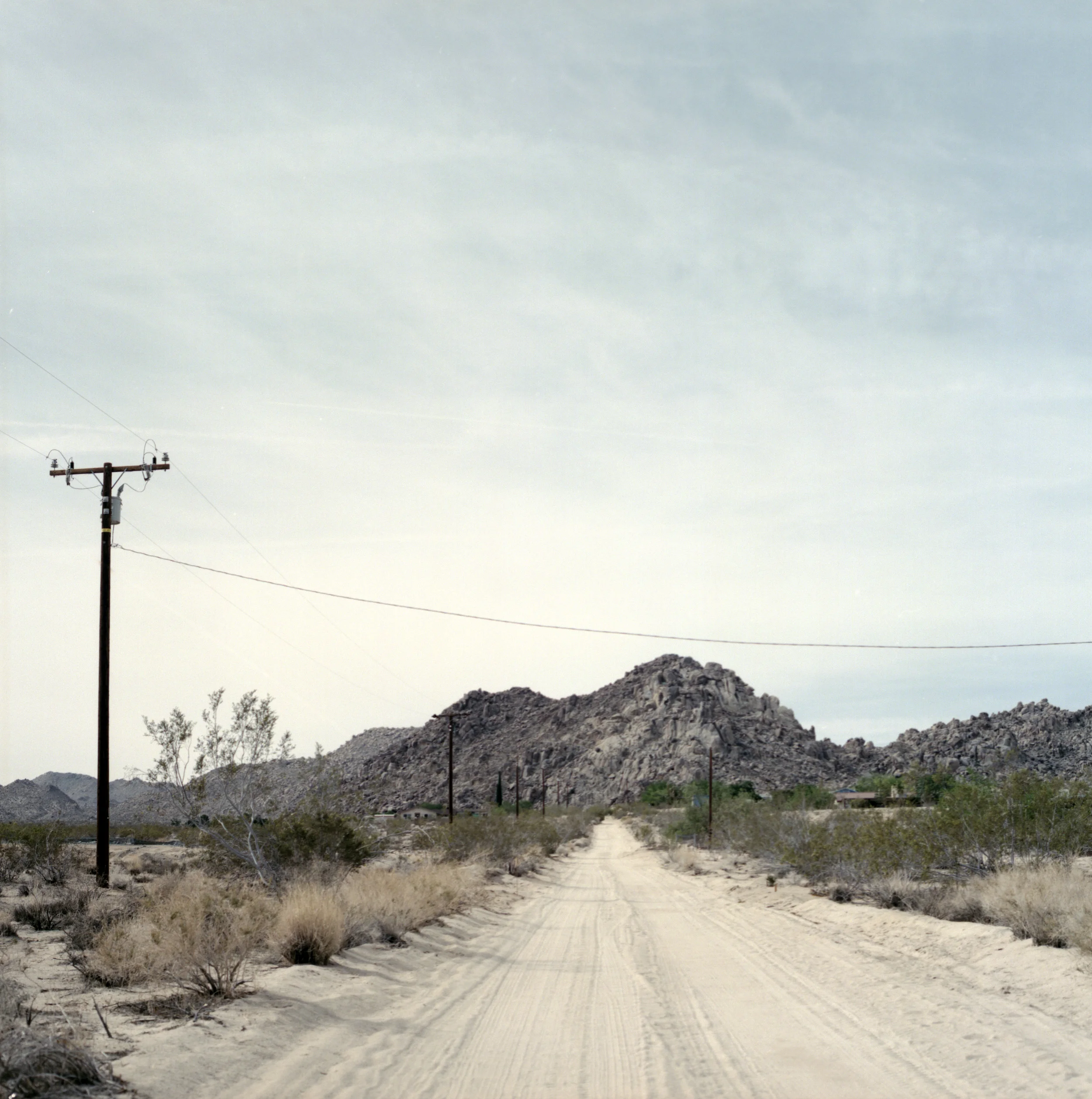 joshuatree8.jpg