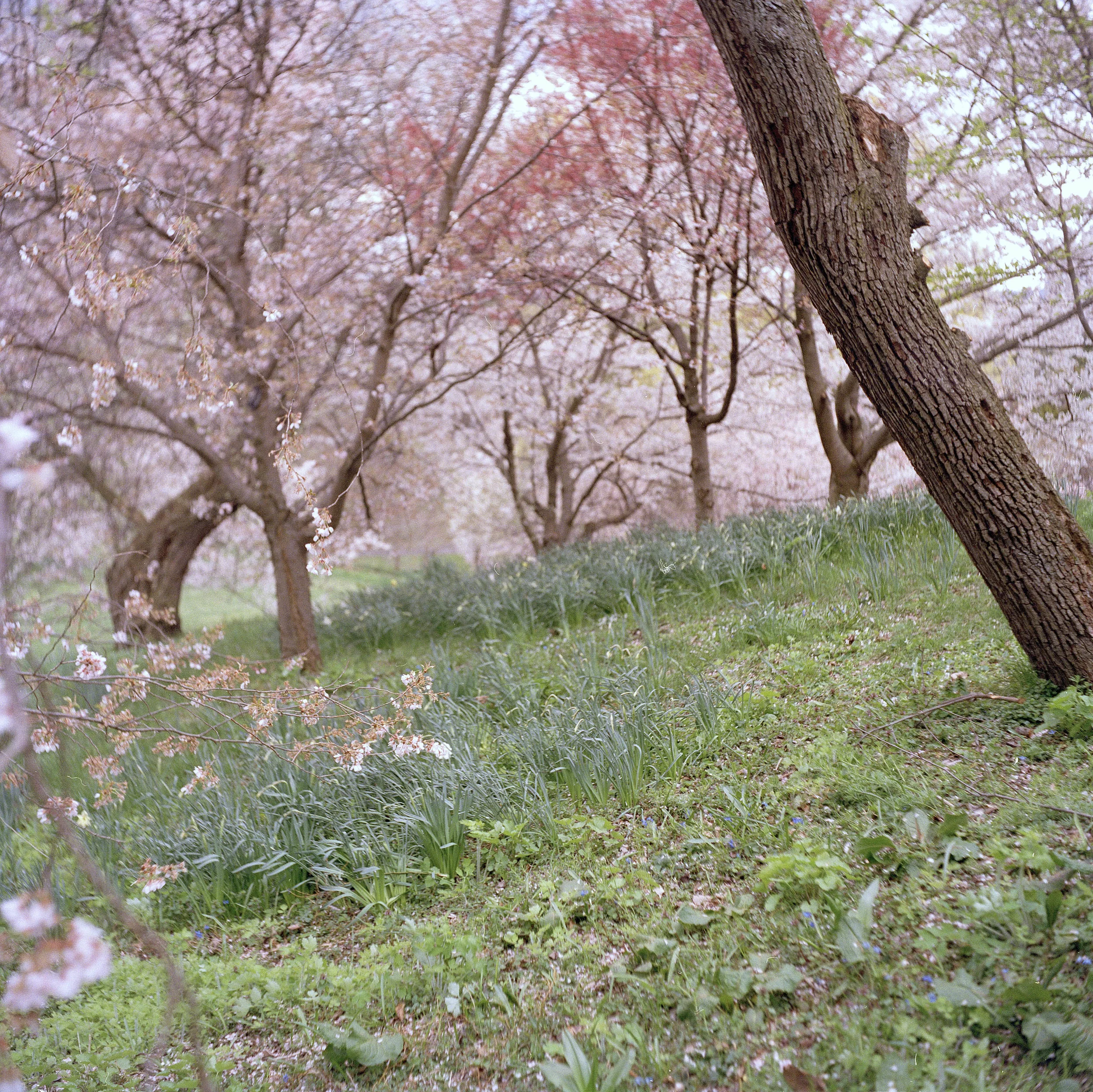cherrygrove.jpg