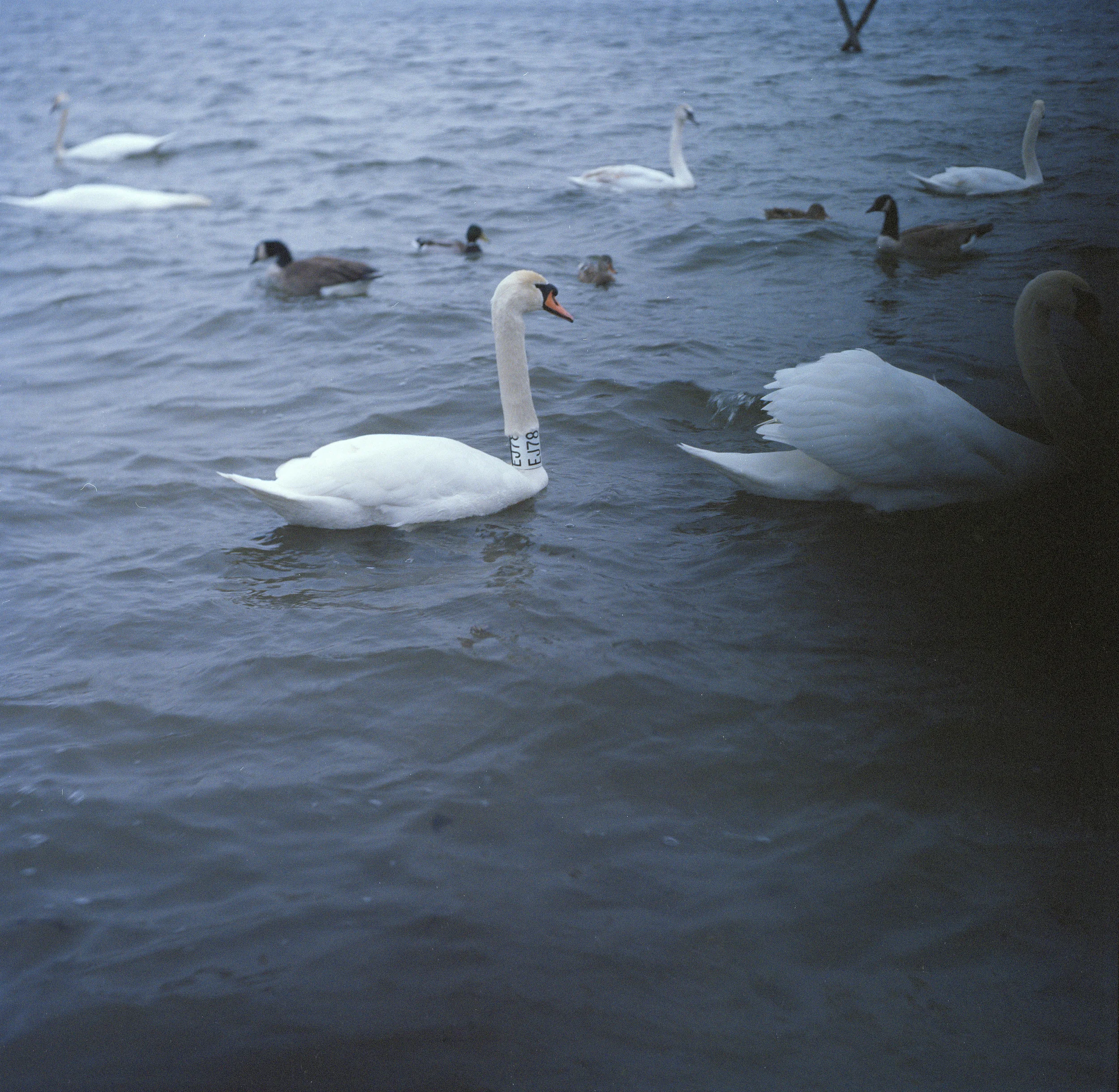 swans.jpg