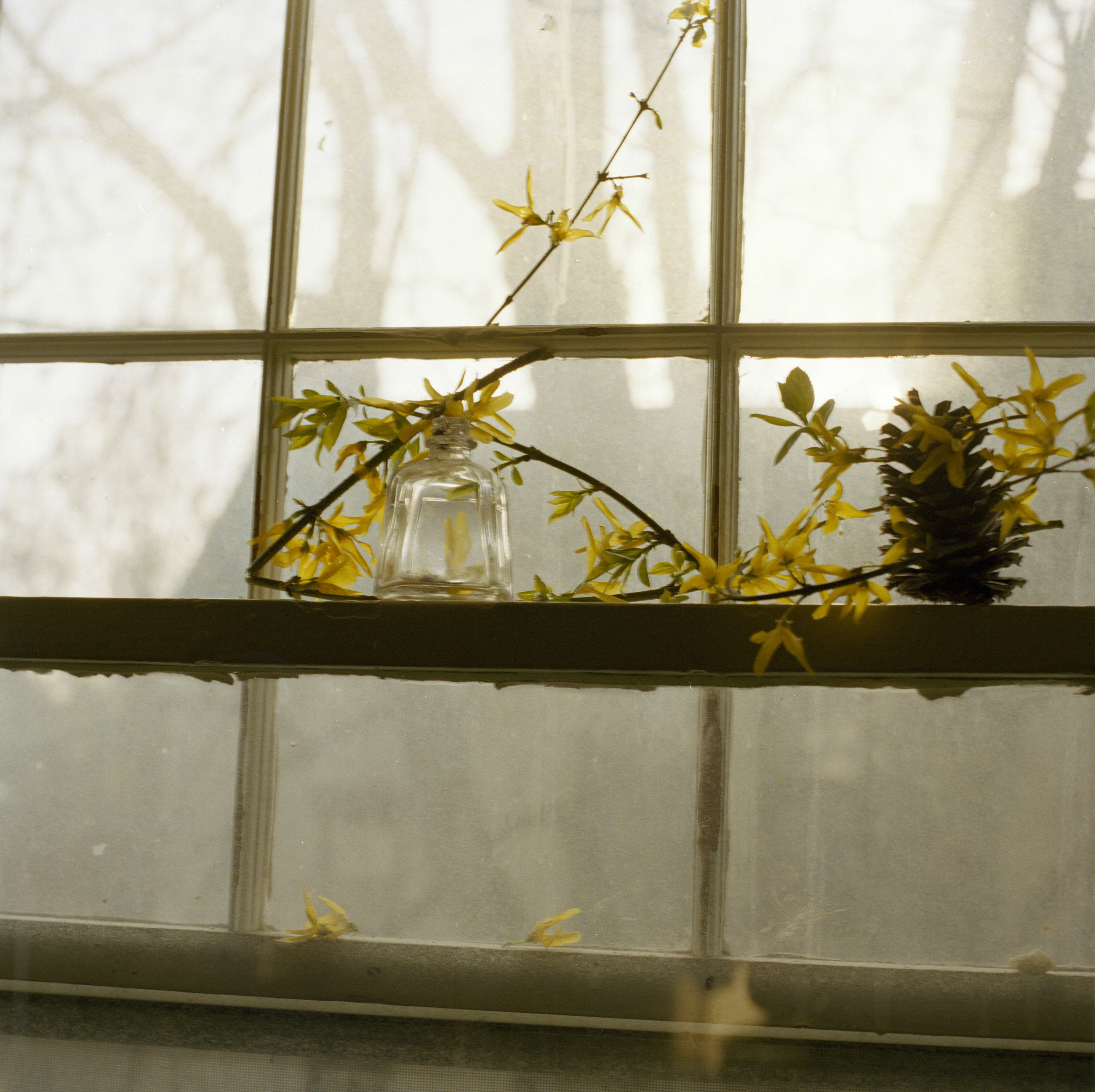 yellowflowerswindow.jpg