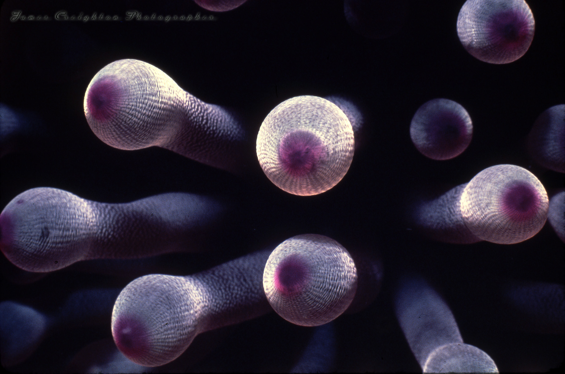 ANEMONE FIRST WS.jpg