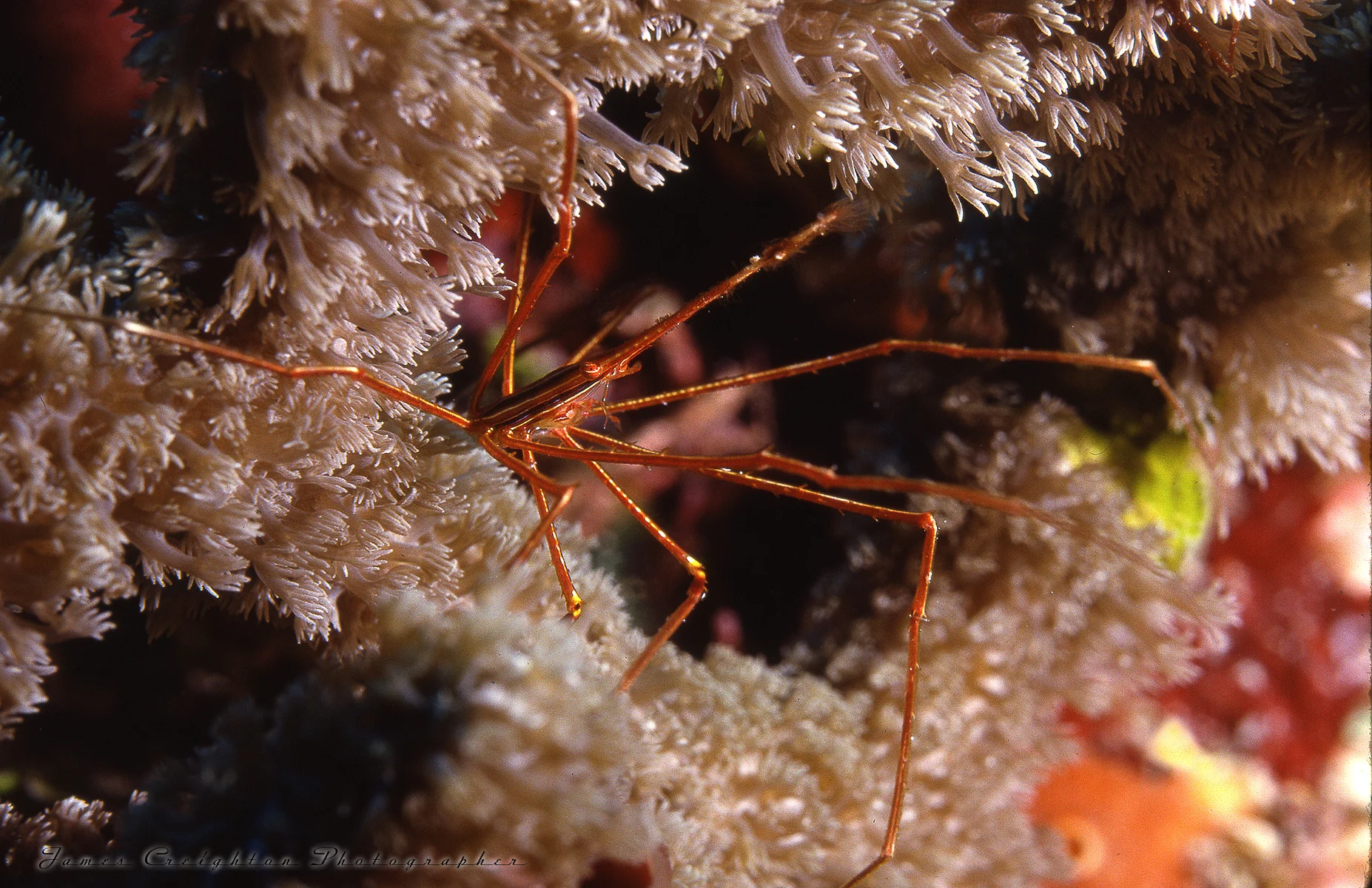 ARROW CRAB 1 aA WS.jpg