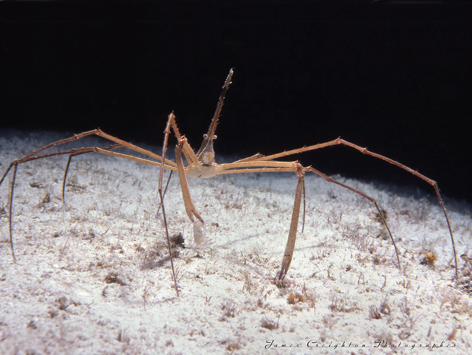 ARROW CRAB 4 b WS.jpg