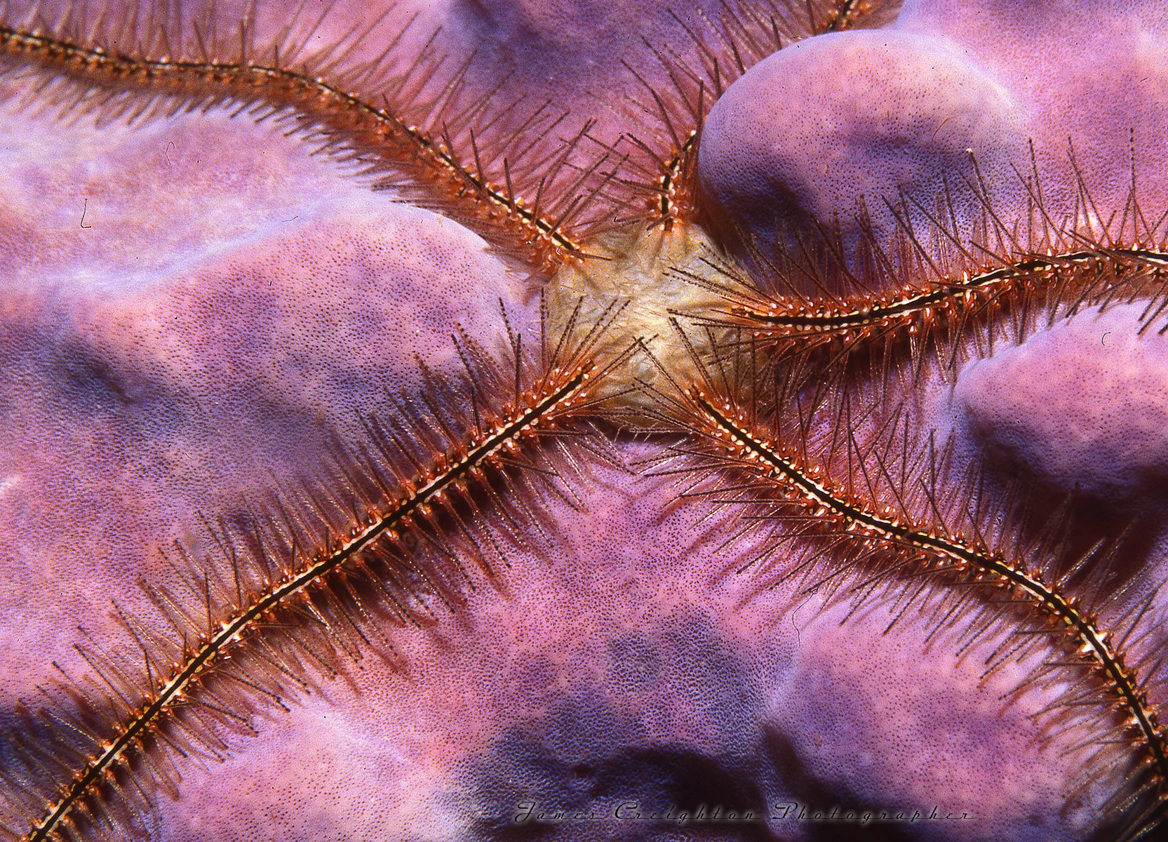 BRITTLE STAR PURPLE A CR WS.jpg
