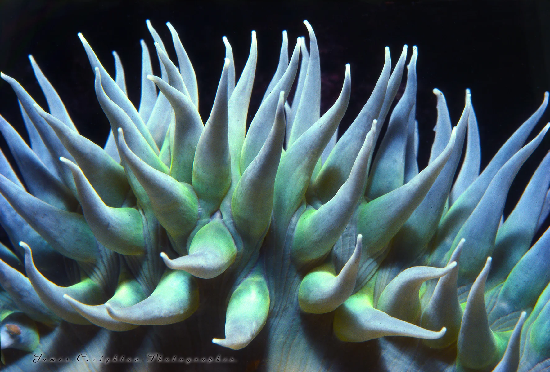 CAL ANEMONE 2A WS.jpg
