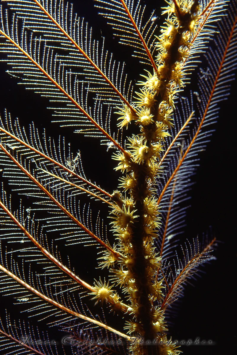 FEATHERS 1 A WS.jpg