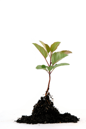 website_tree.jpg