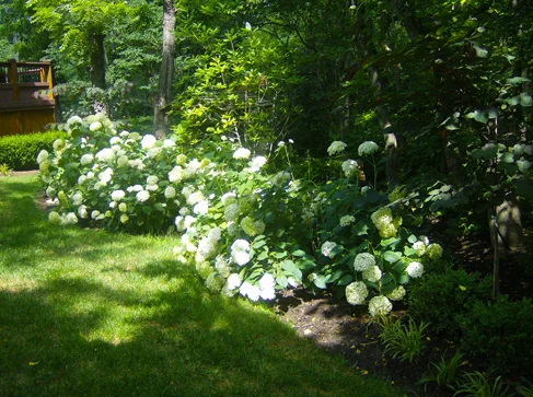 Woods 1120 12.jpg