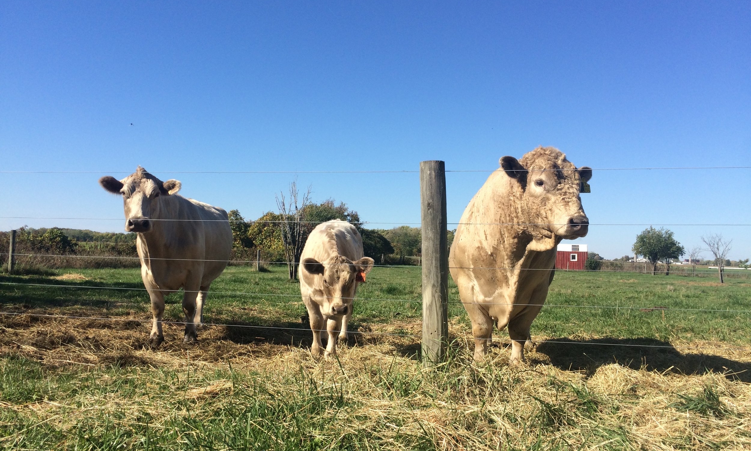 Murray Gray cattle grazing on pasture in upstate New York