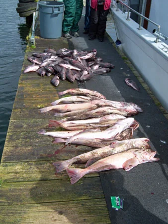 60 bass & 14 ling.jpg