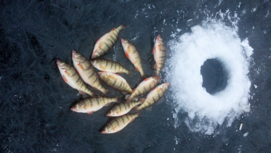 Allan's mess of perch caught through the ice at Potholes. Pretty fish!