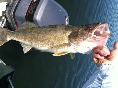  Jim landed an 8 pound walleye near Crow's Butte on the Columbia below Tri-Cities. 