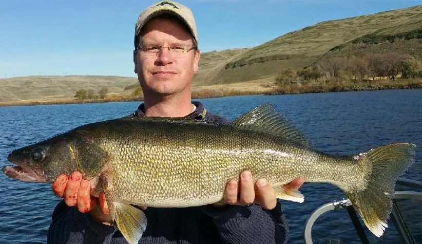 Greg caught this fat 28 inch walleye weighing 9 pounds on the Snake River. November 7th.