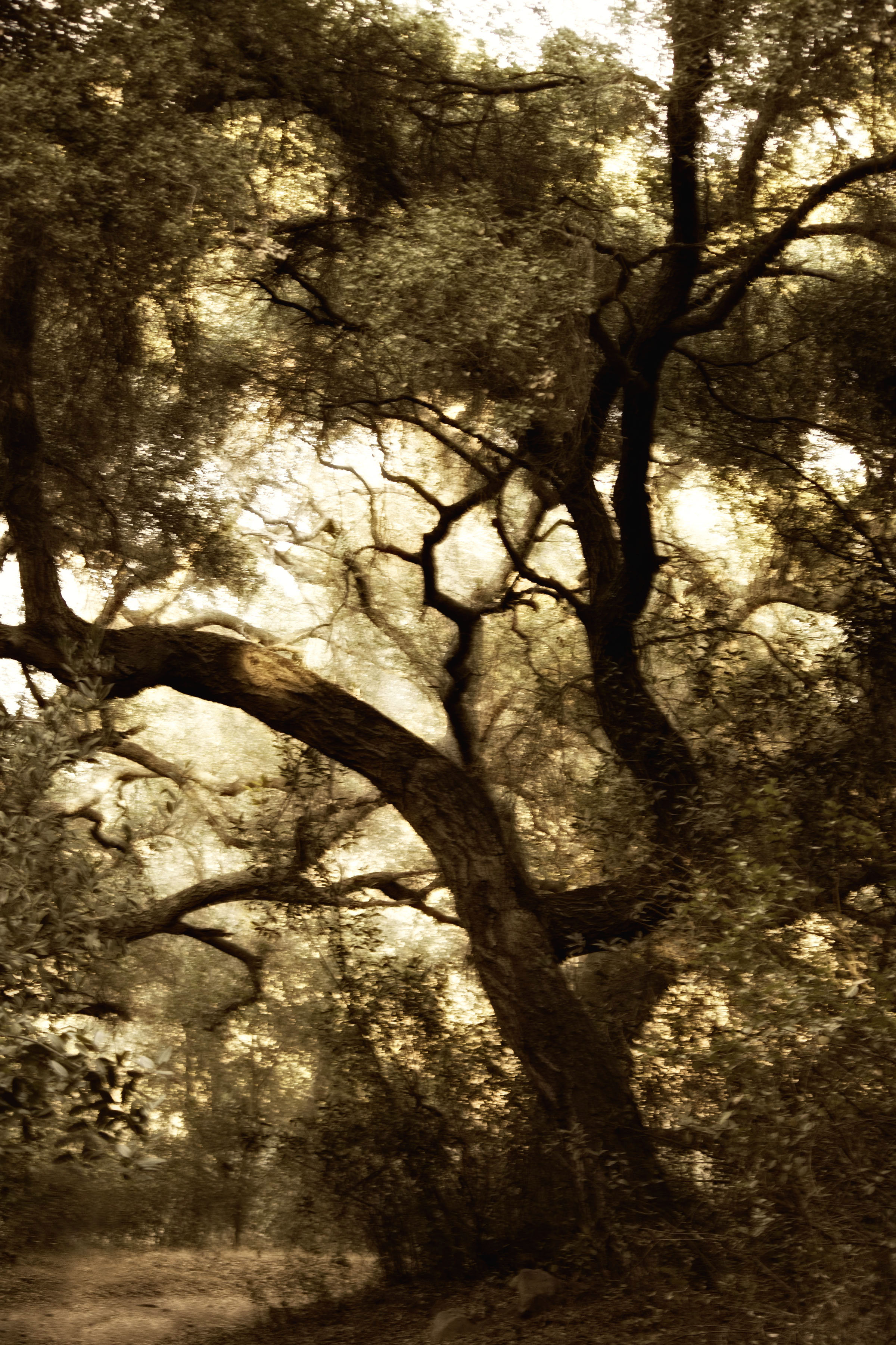 Daley tree sepia.jpg