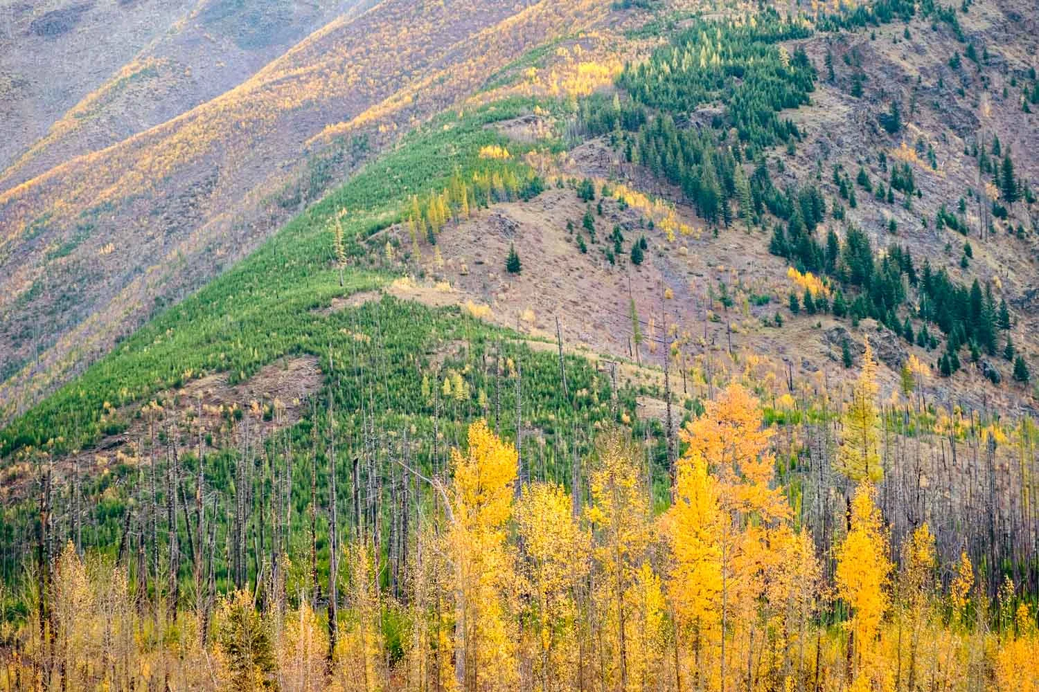 Road to Polebridge