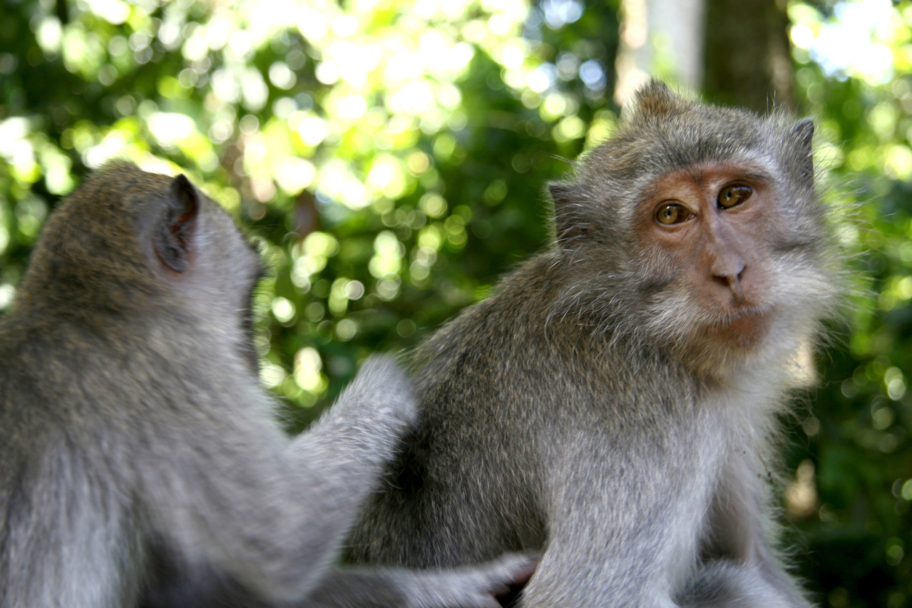 Even monkeys massage each other.