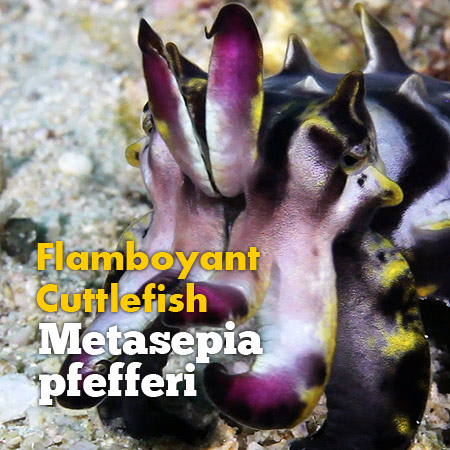 www.macronesia.net/blog/2013/8/9/flamboyant-cuttlefish-metasepia-pfefferi