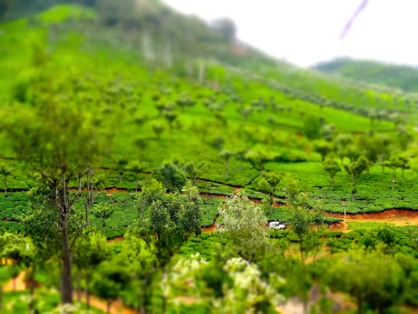 Coonoor: Tranquili-tea in the Nilgiris