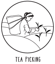 tea-picking.png