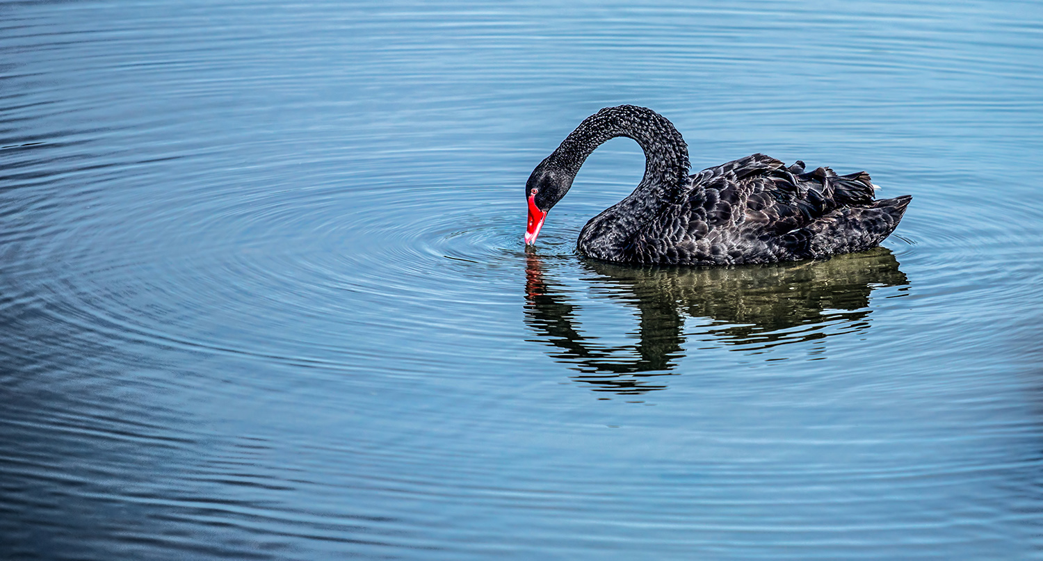 The red bill black swan in a wetland park, Malaysia