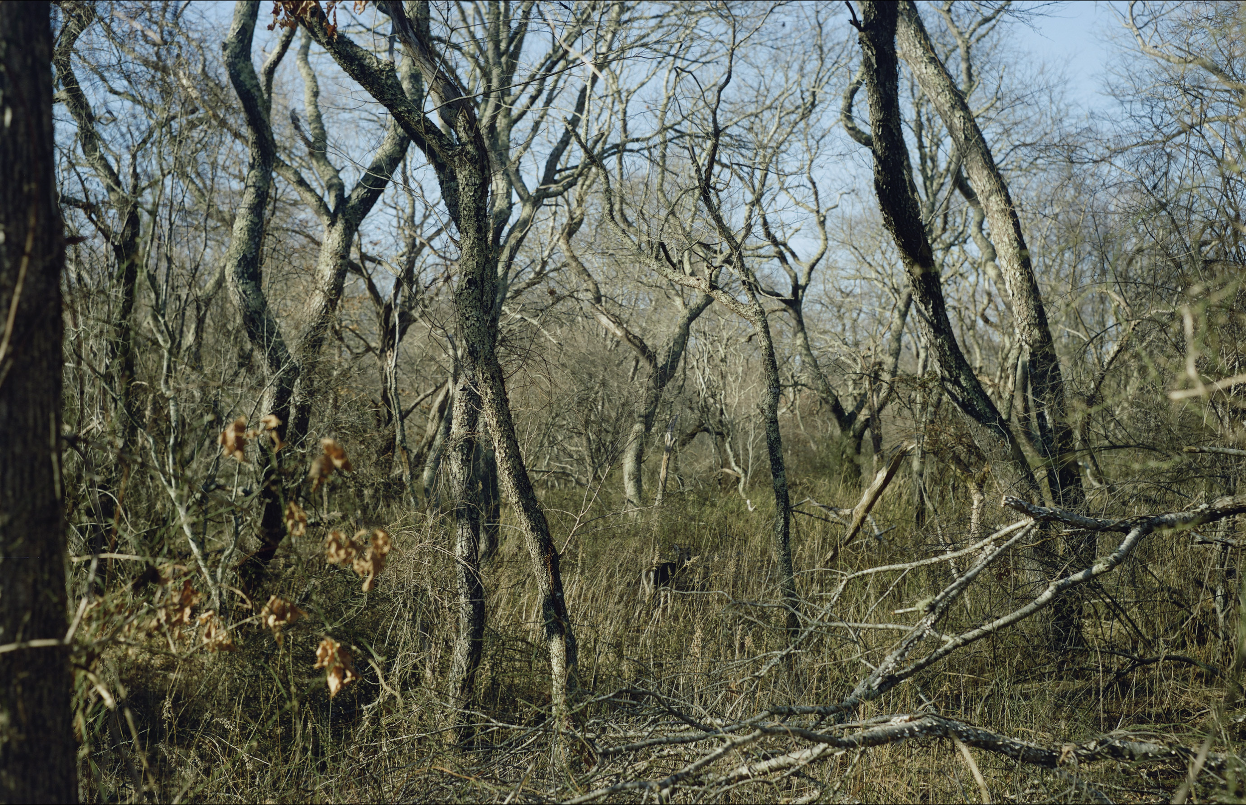 Screenshot 2024-02-25 at 2.57.35 PM.PNG