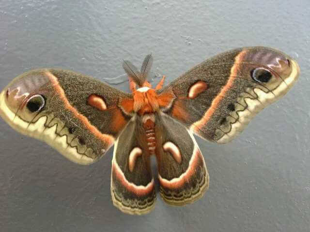 Cecropia Moth. Photo credit: Hayat Qurunful
