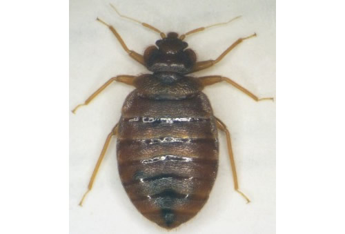 Bed bug. Photo credit: Oklahoma State University.