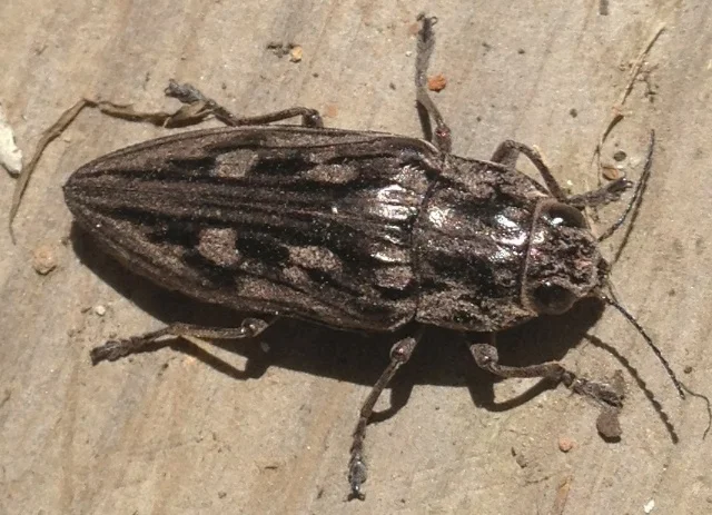 Metallic Wood-Boring Beetle. Photo Credit: Michael Oestmann.