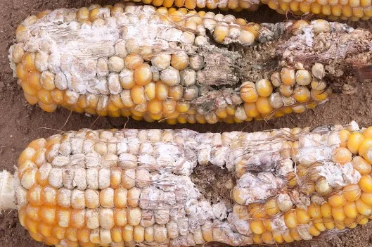 Typical fall armyworm damage to corn ears. The larvae consume many kernels and then the fungi move in and infect many more. 