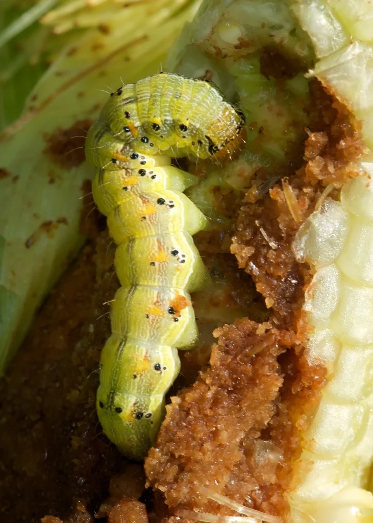 Corn earworm larva in the tip of an ear of corn.