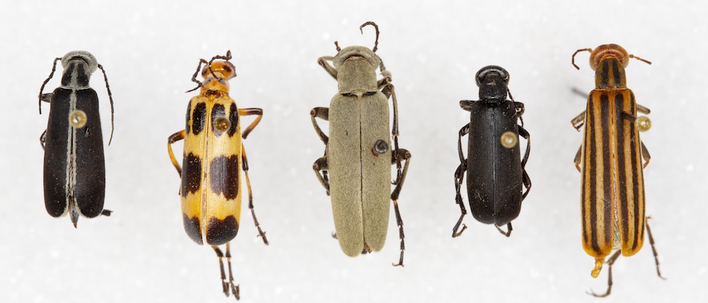 may beetle species name