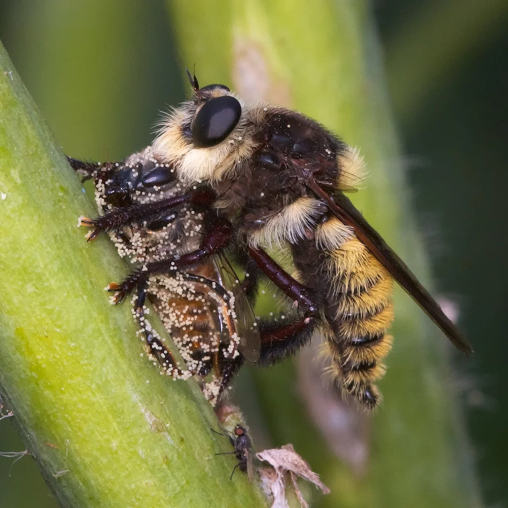 Robber fly eating a honeybee. Photo Credit: Patrick Porter.