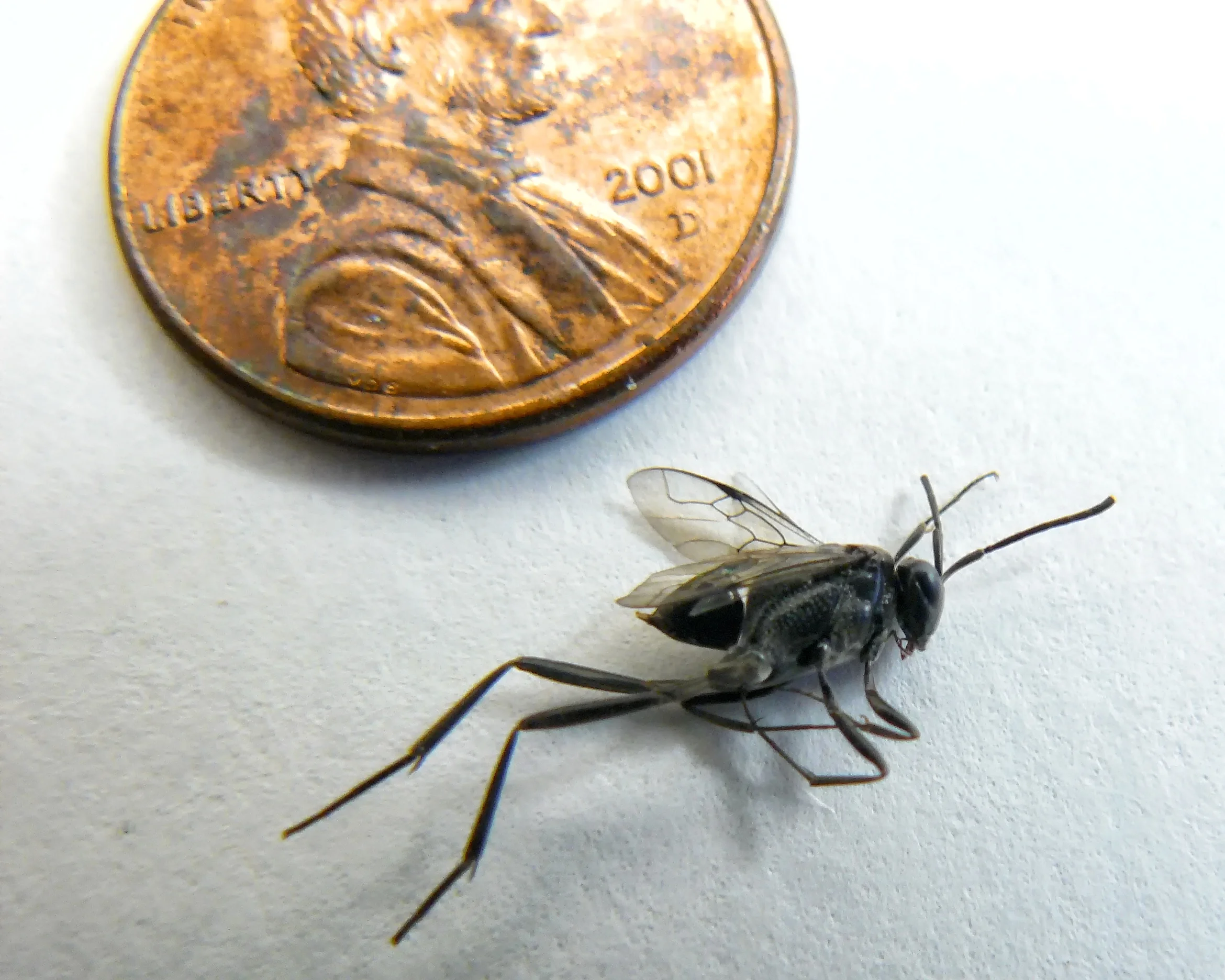 Ensign wasp. Photo Credit: Micah Meyer