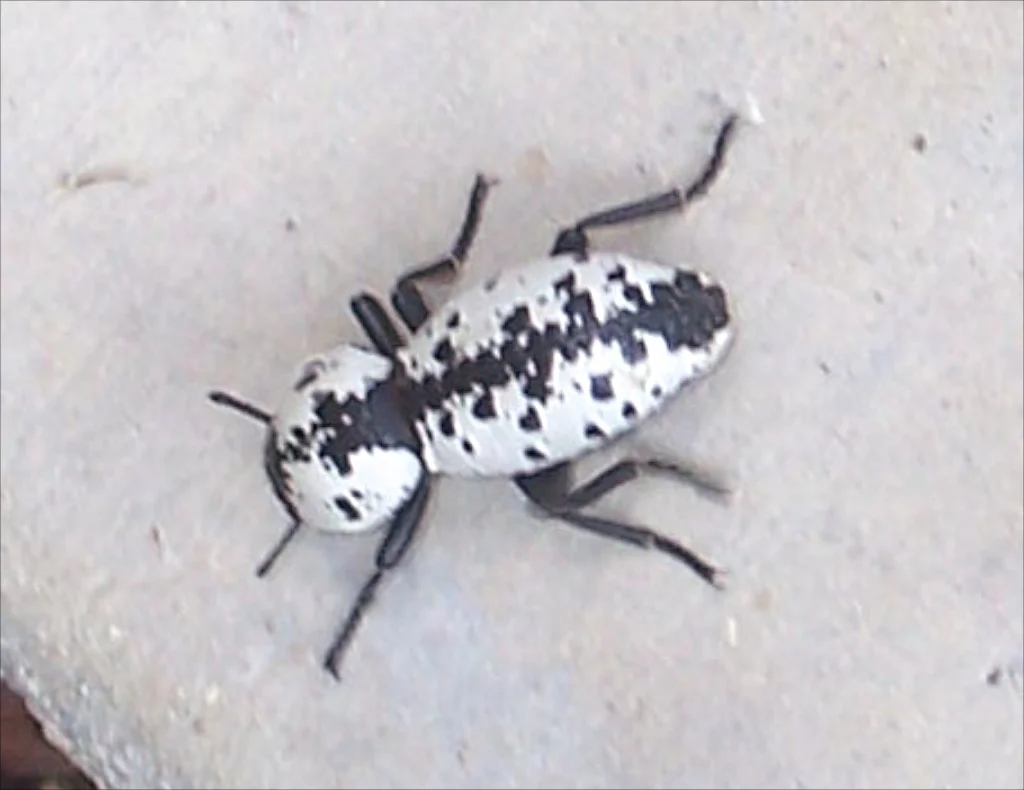 Ironclad beetle, Zopherus nodulosus haldemani . Photographer unknown. 