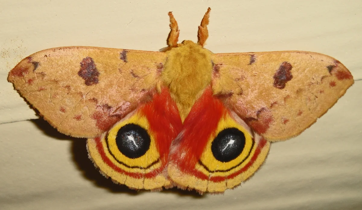 Different Types Of Moths In Texas