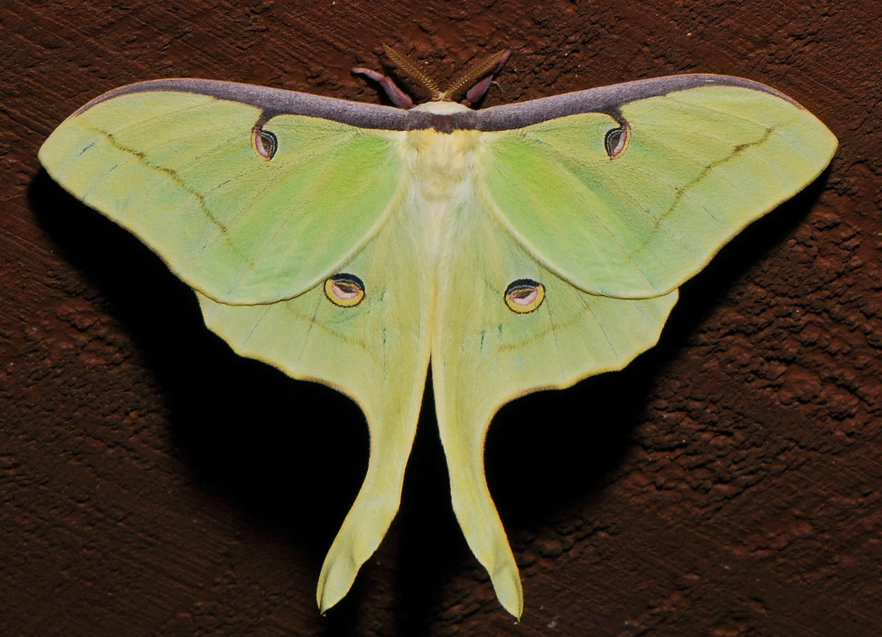 Common Large Moths Texas Insect Identification Tools Common Large Moths Texas Insect Identification Tools