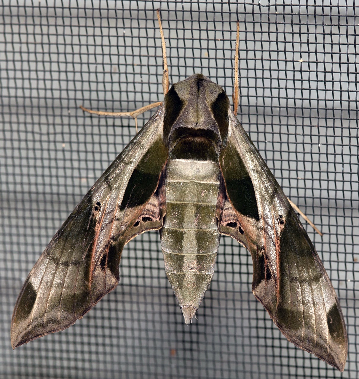 Moth Identification Chart