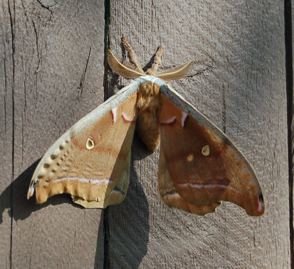 Common Large Moths — Texas Insect Identification Tools