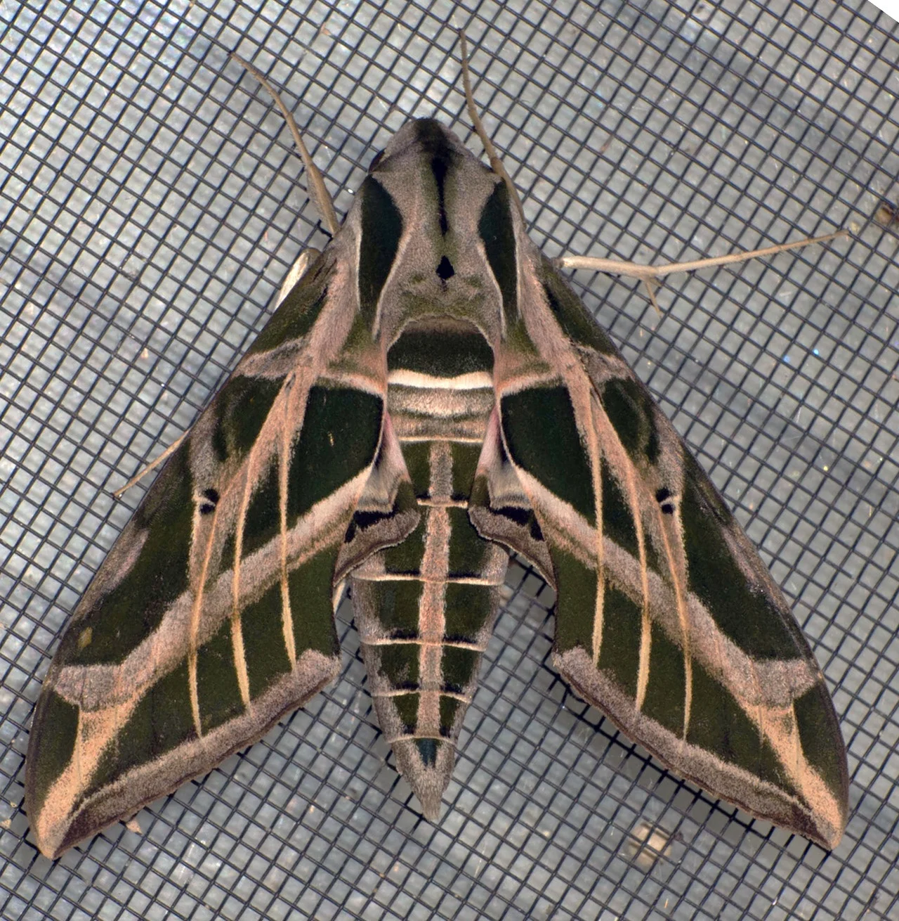 Common Large Moths Texas Insect Identification Tools Common Large Moths Texas Insect Identification Tools