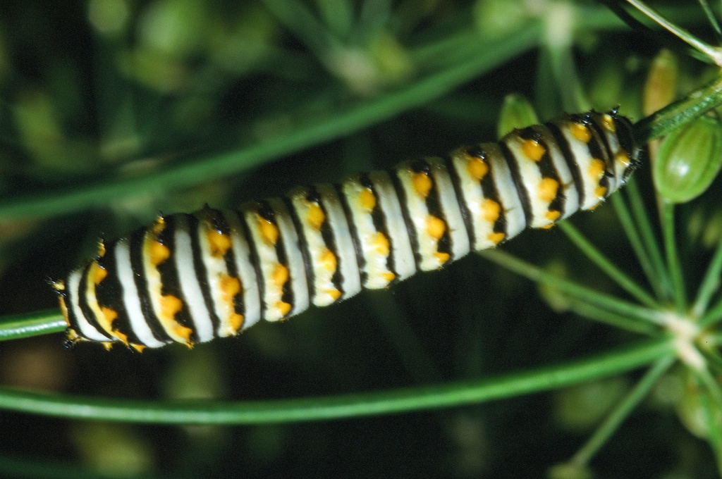 California Caterpillar Identification Chart