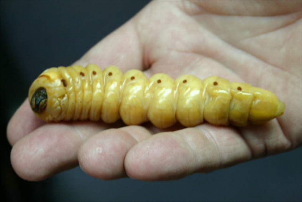 Huge White Grub Identification Chart