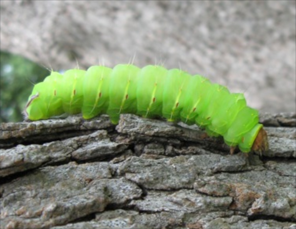 Green Caterpillar Identification Chart