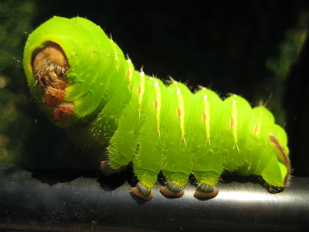 Green Caterpillar Identification Chart