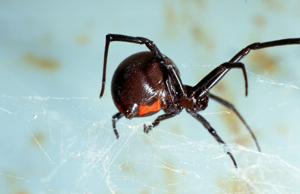 Texas Spider Identification Chart