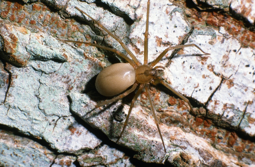 Texas Spiders Identification Chart